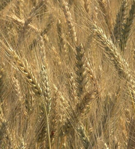 When you avoid wheat do you feel better?